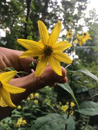 Whiteleaf Sunflower