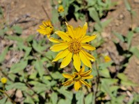 Slender Sunflower