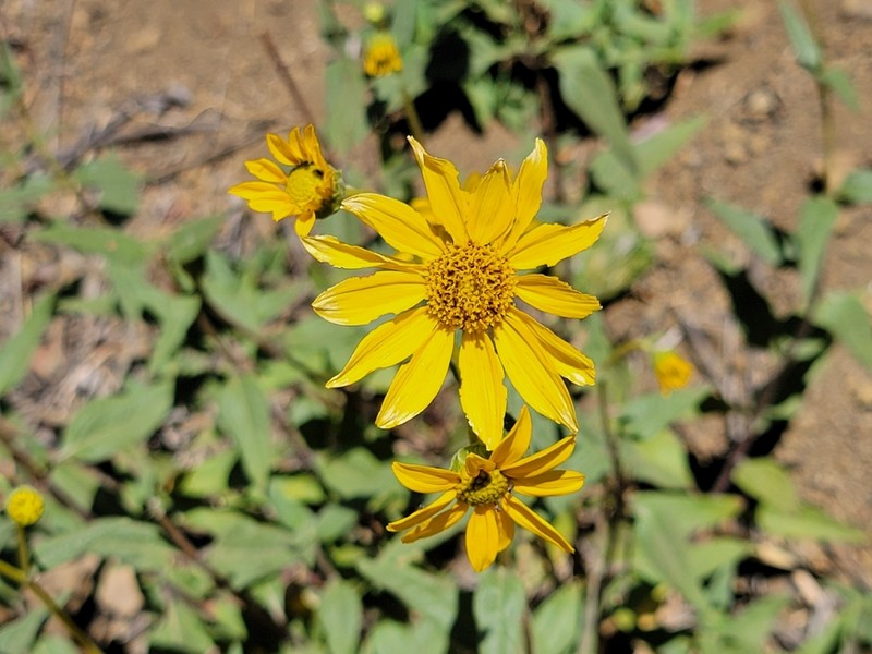 Slender Sunflower