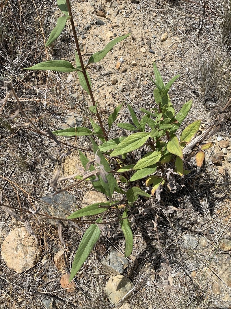 Slender Sunflower photo 2