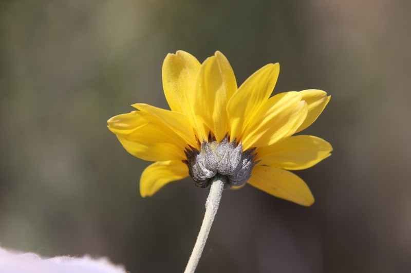 Slender Sunflower photo 3
