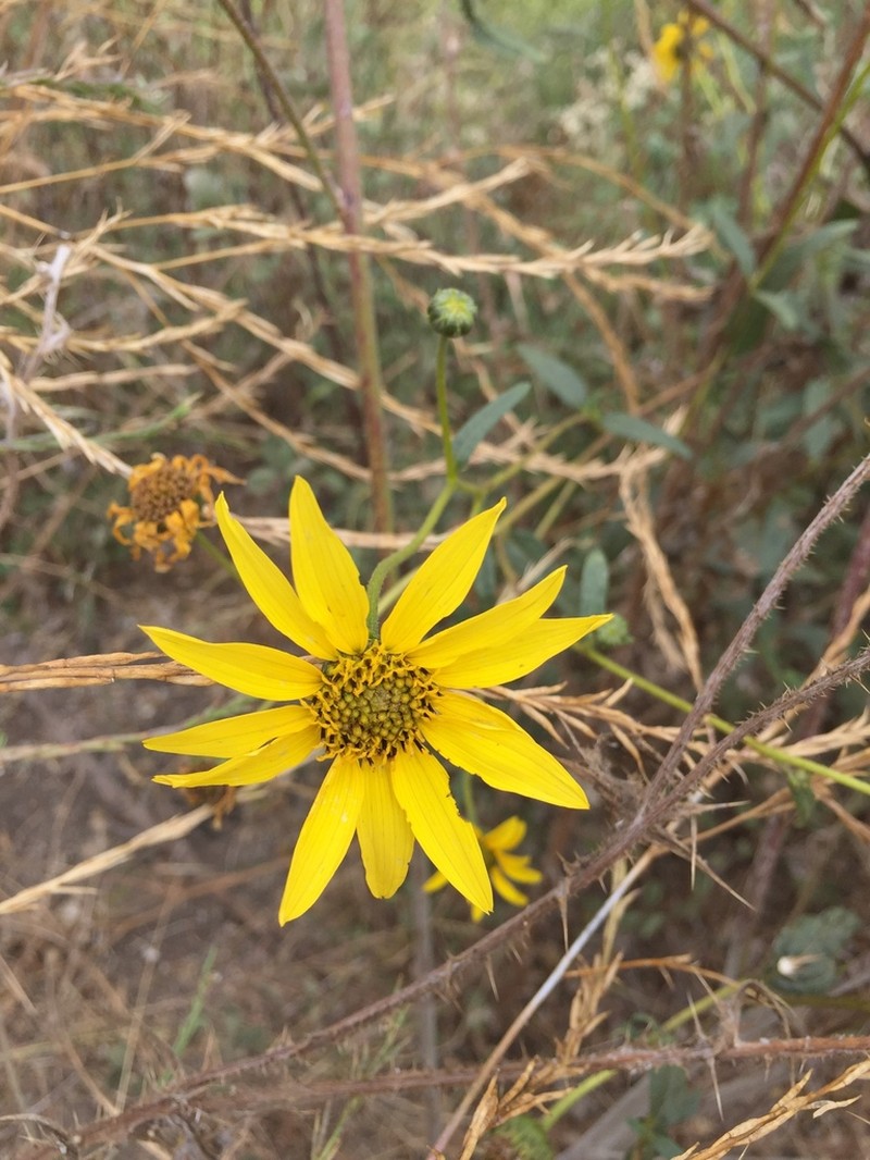 Slender Sunflower photo 4