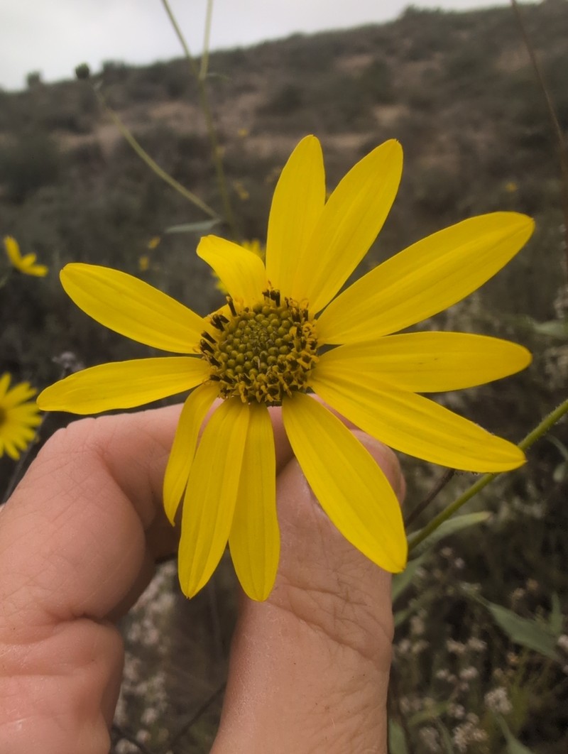 Slender Sunflower photo 5