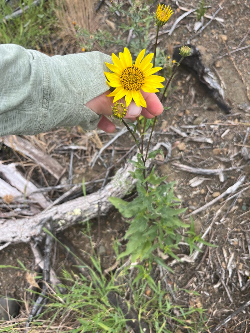 Slender Sunflower photo 6