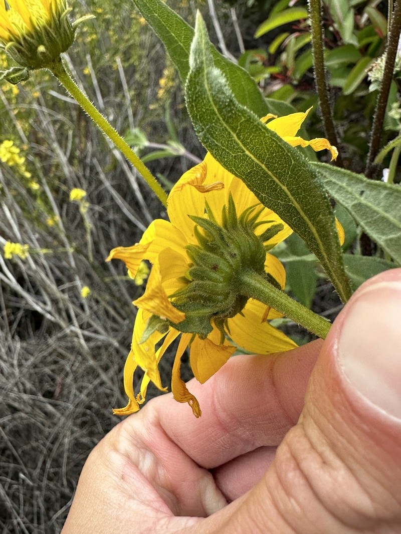 Slender Sunflower photo 7