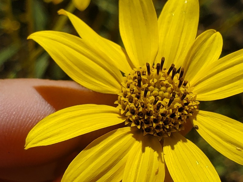 Slender Sunflower photo 8