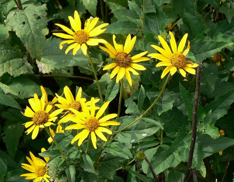Sawtooth Sunflower photo 4
