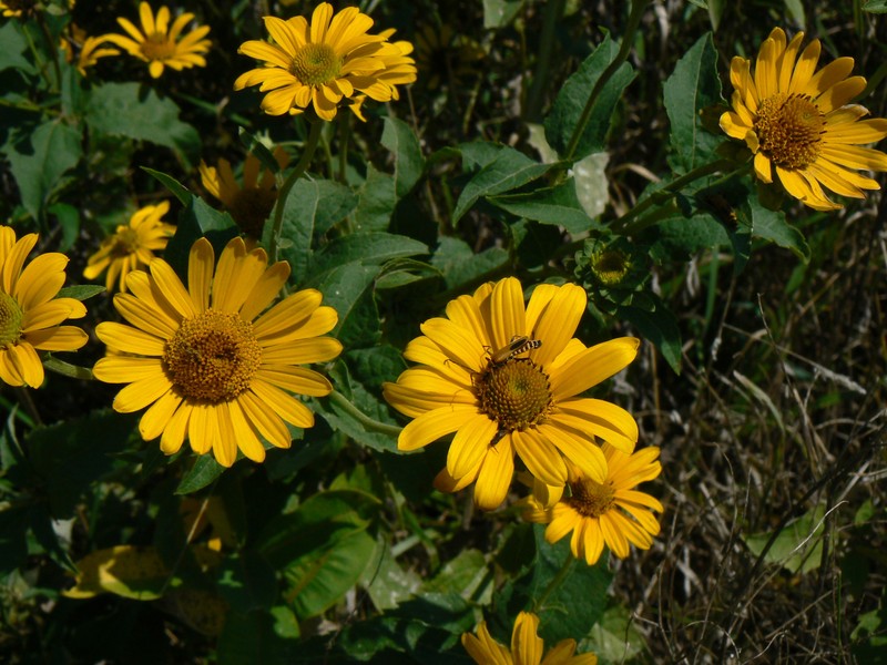 Sawtooth Sunflower photo 5