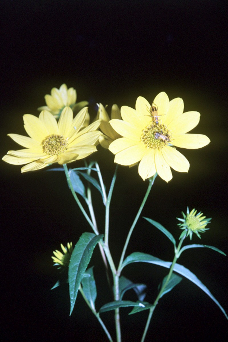 Sawtooth Sunflower photo 2