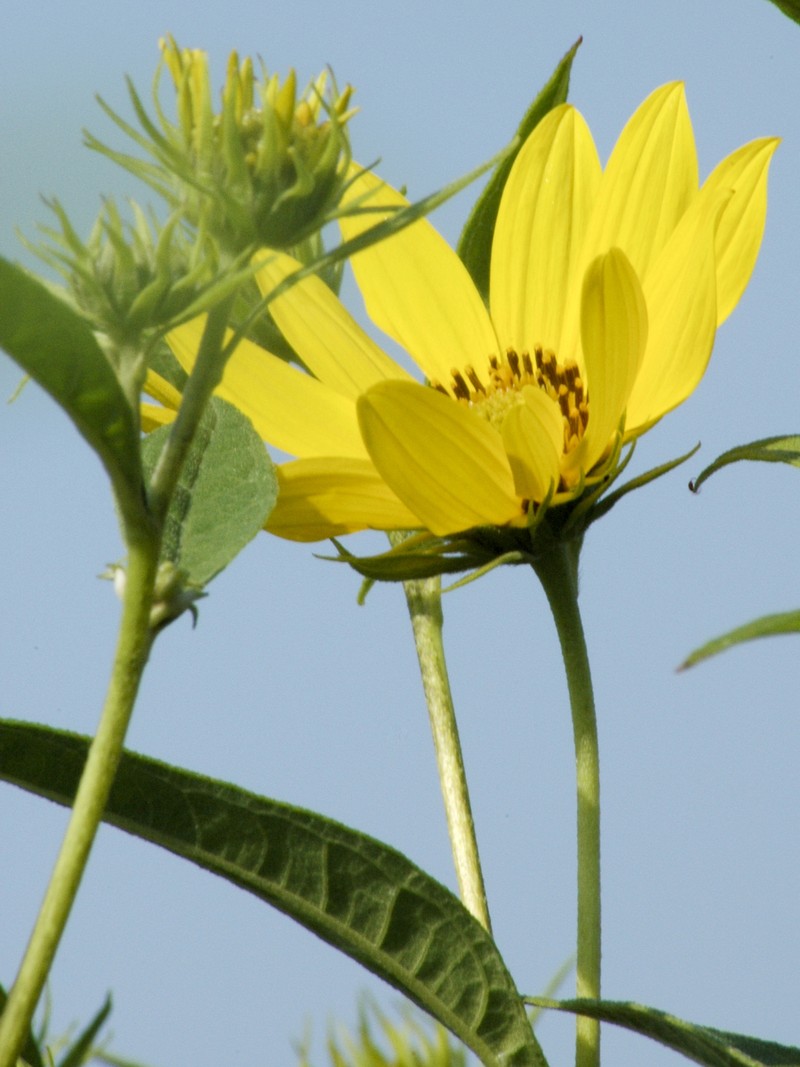 Sawtooth Sunflower photo 3
