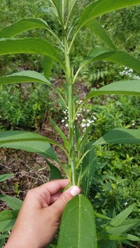 Sawtooth Sunflower