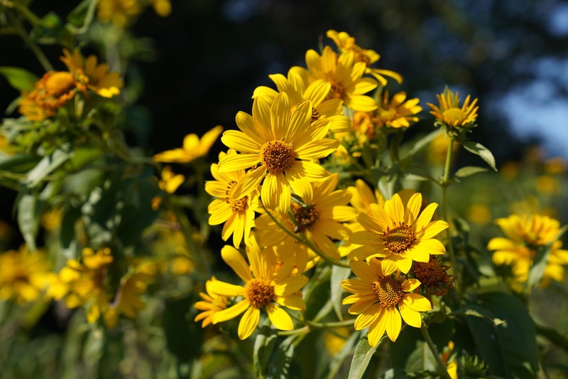 Sawtooth Sunflower photo 3