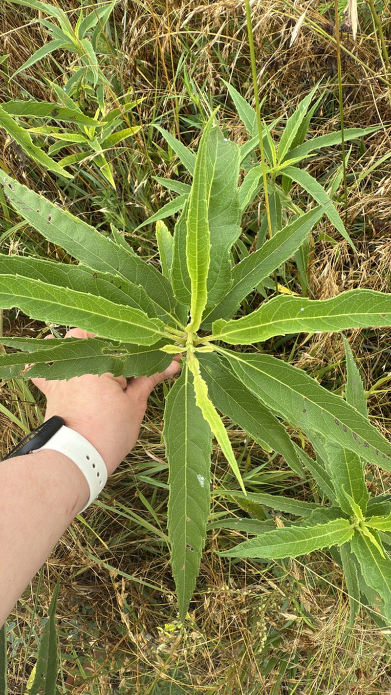 Sawtooth Sunflower photo 4