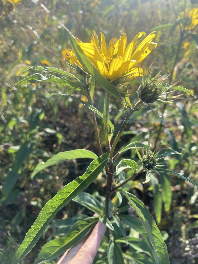 Sawtooth Sunflower photo 5