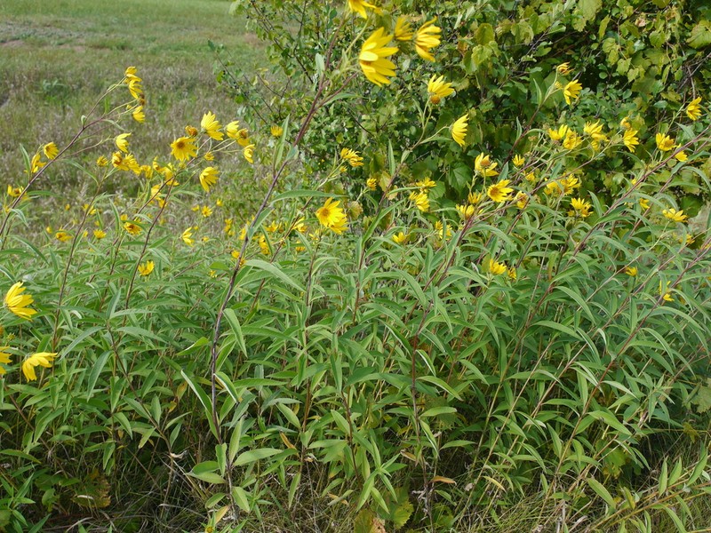 Sawtooth Sunflower photo 6