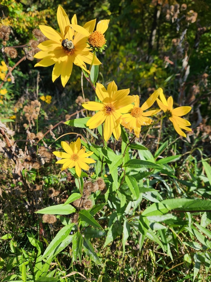 Sawtooth Sunflower photo 7