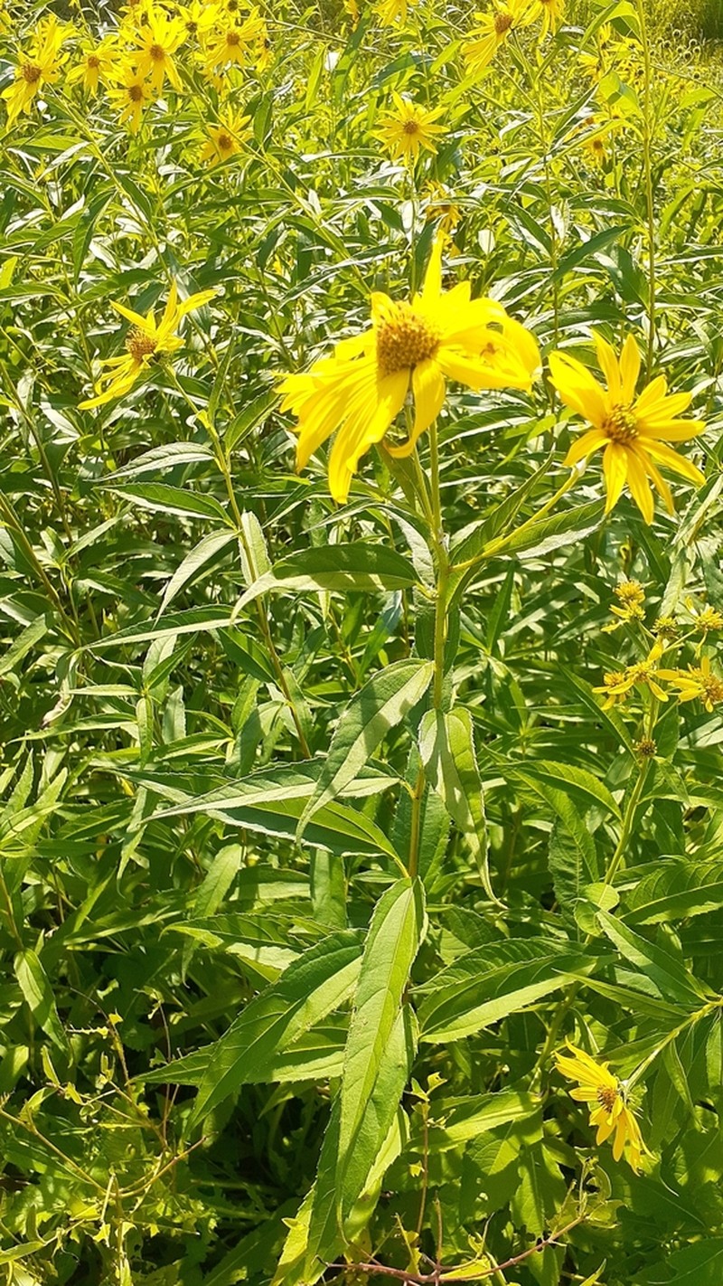 Sawtooth Sunflower photo 8