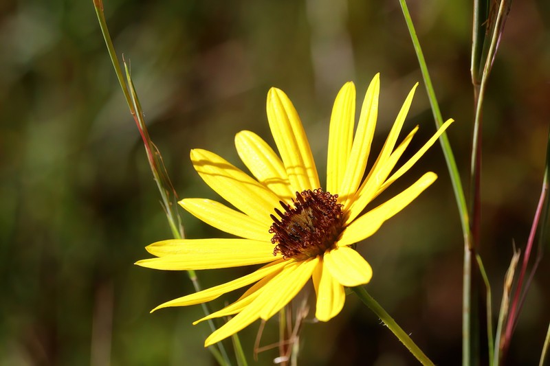 Variableleaf Sunflower