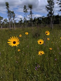 Variableleaf Sunflower