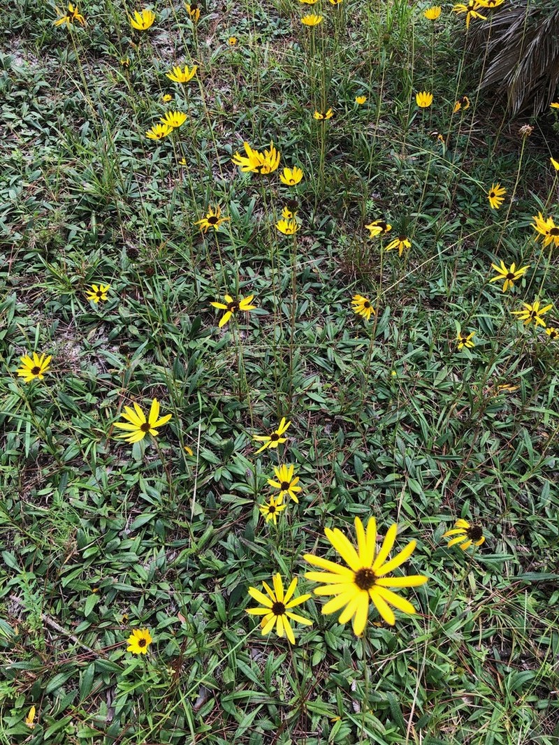 Variableleaf Sunflower photo 2
