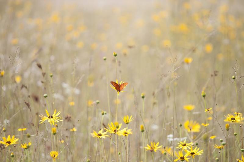 Variableleaf Sunflower photo 3