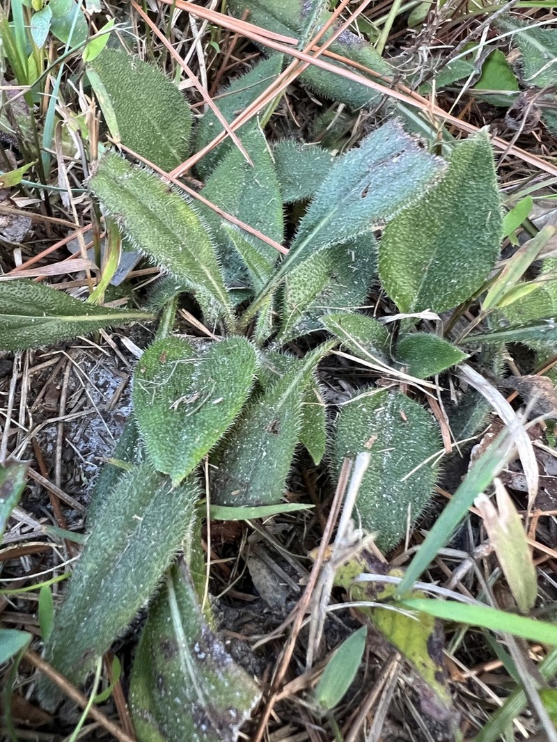 Variableleaf Sunflower photo 4