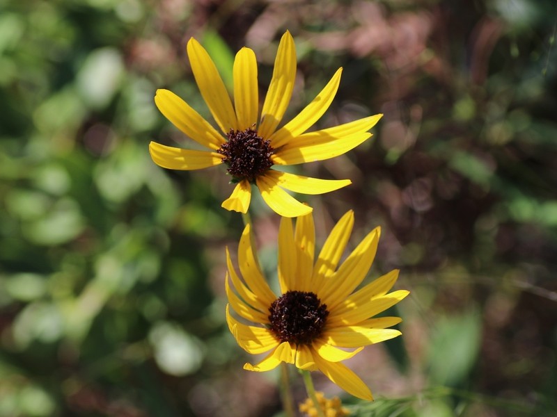 Variableleaf Sunflower photo 5