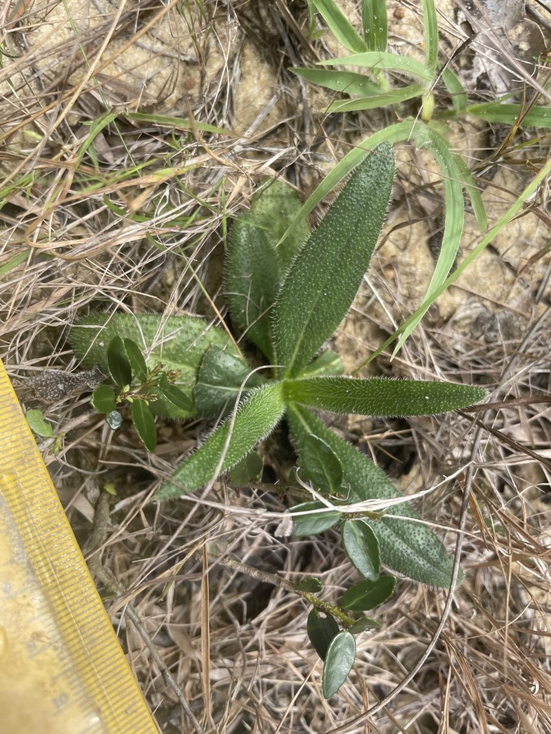 Variableleaf Sunflower photo 6
