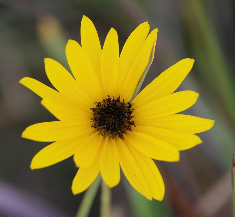 Variableleaf Sunflower photo 7
