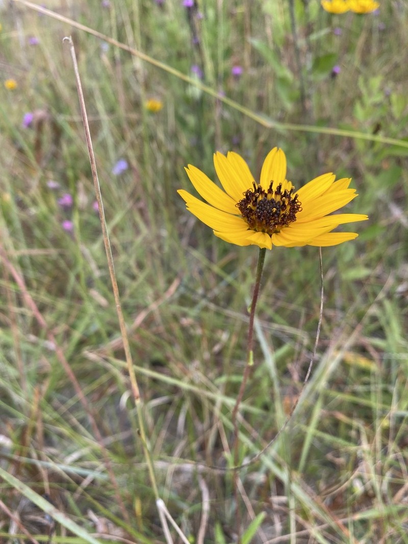 Variableleaf Sunflower photo 8
