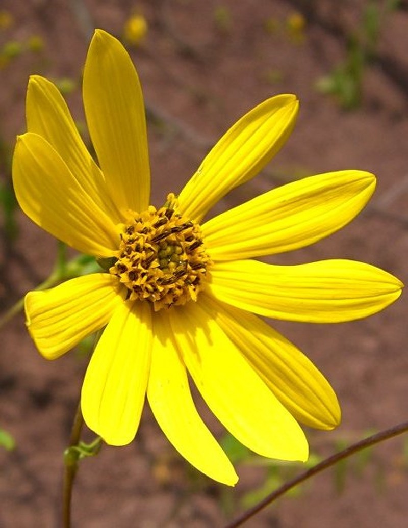 Hairy Sunflower