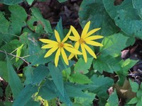 Hairy Sunflower