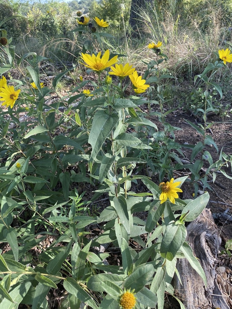 Hairy Sunflower photo 2