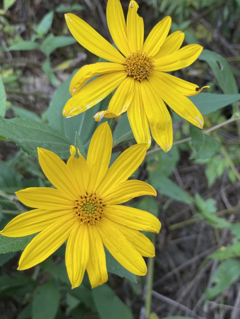 Hairy Sunflower photo 3