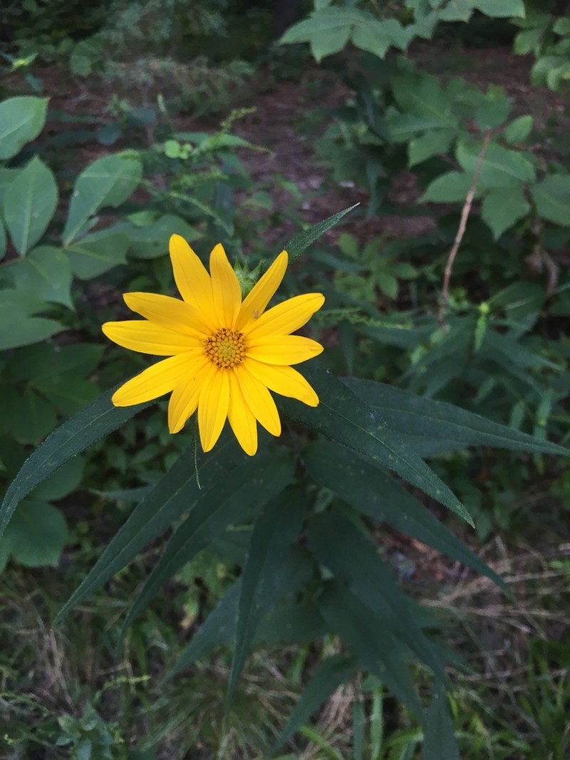 Hairy Sunflower photo 4