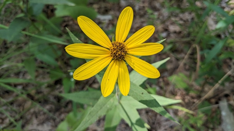 Hairy Sunflower photo 5