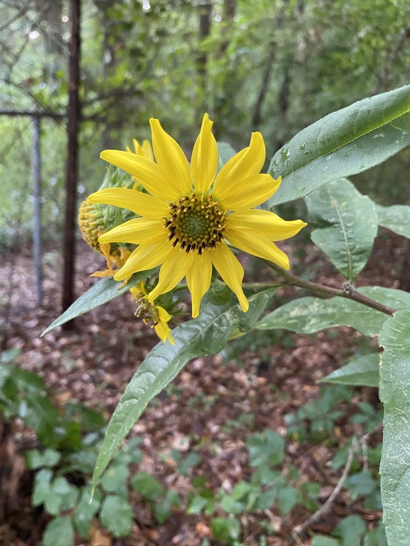 Hairy Sunflower photo 7