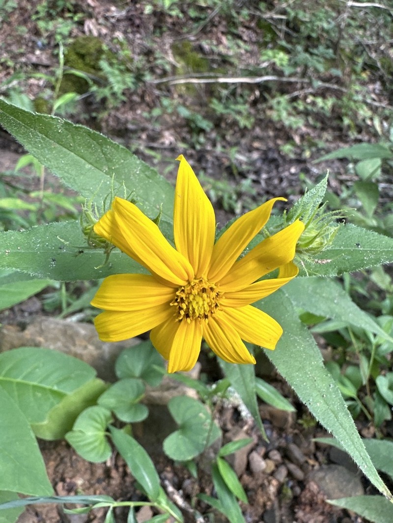Hairy Sunflower photo 8