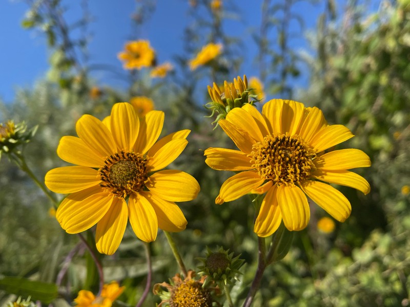 Helianthus inexpectatus photo 2