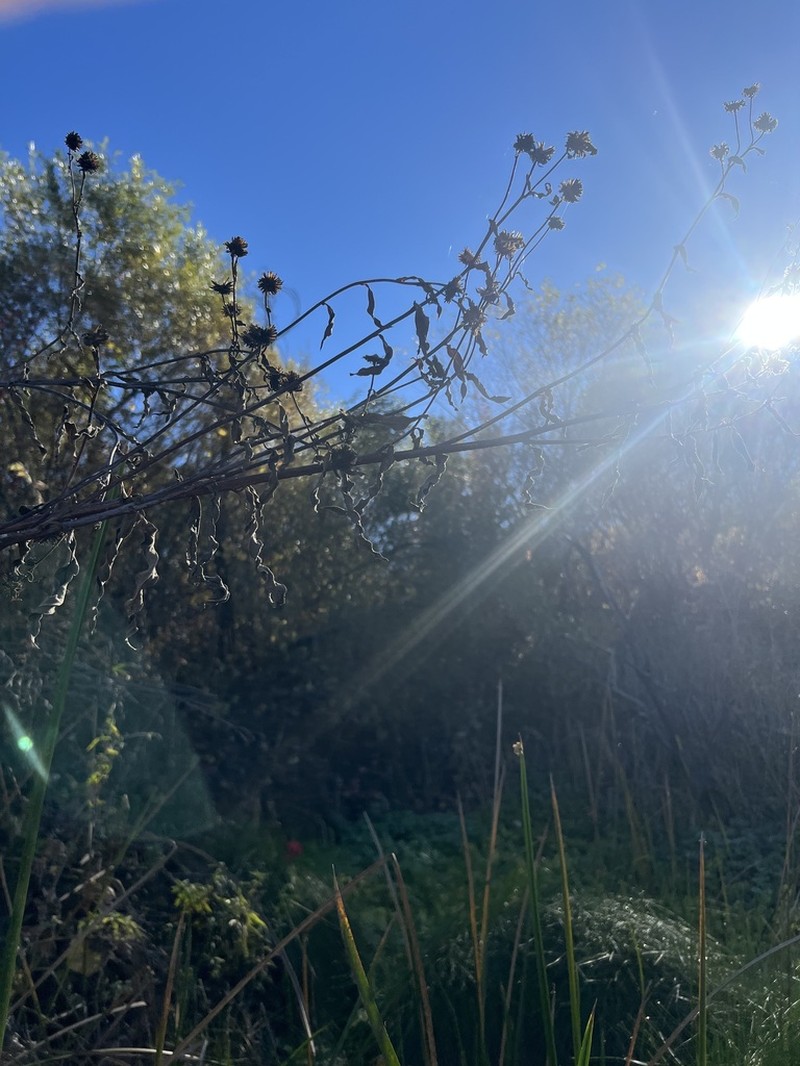 Helianthus inexpectatus photo 4