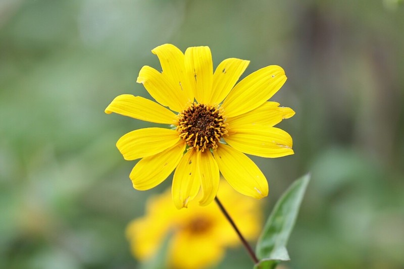 Helianthus inexpectatus photo 6