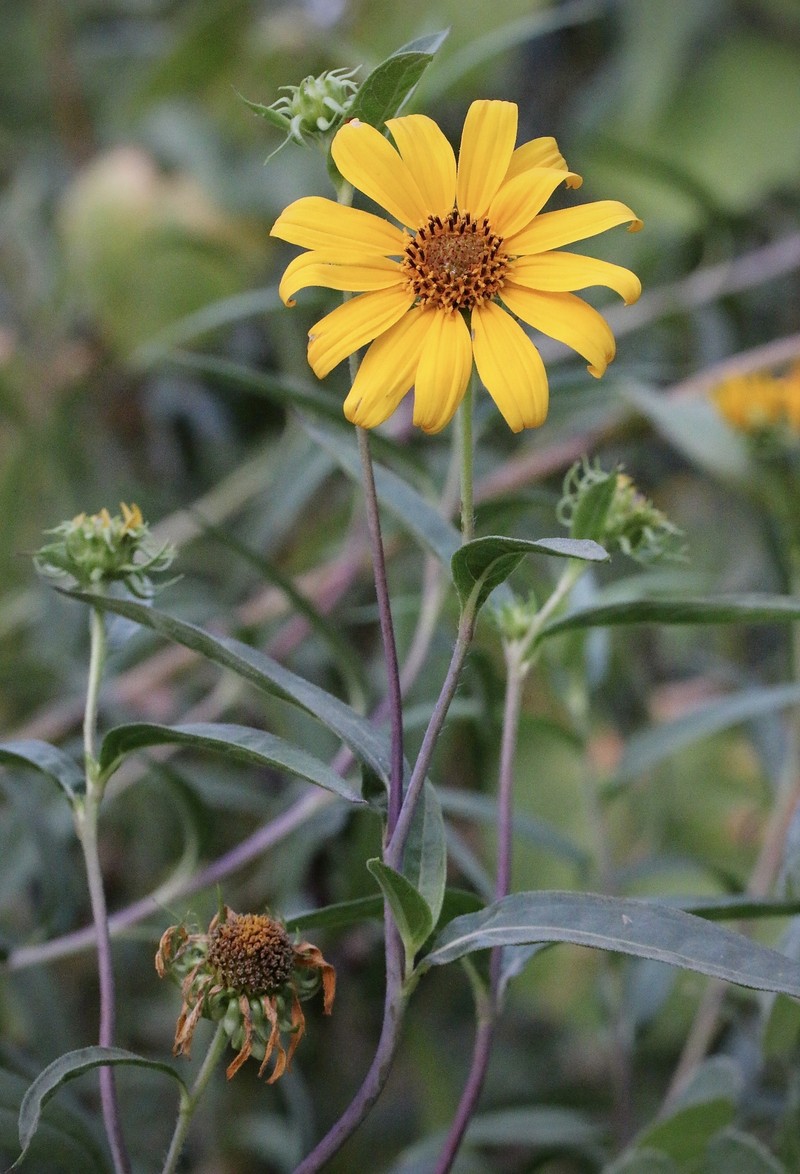 Helianthus inexpectatus photo 8