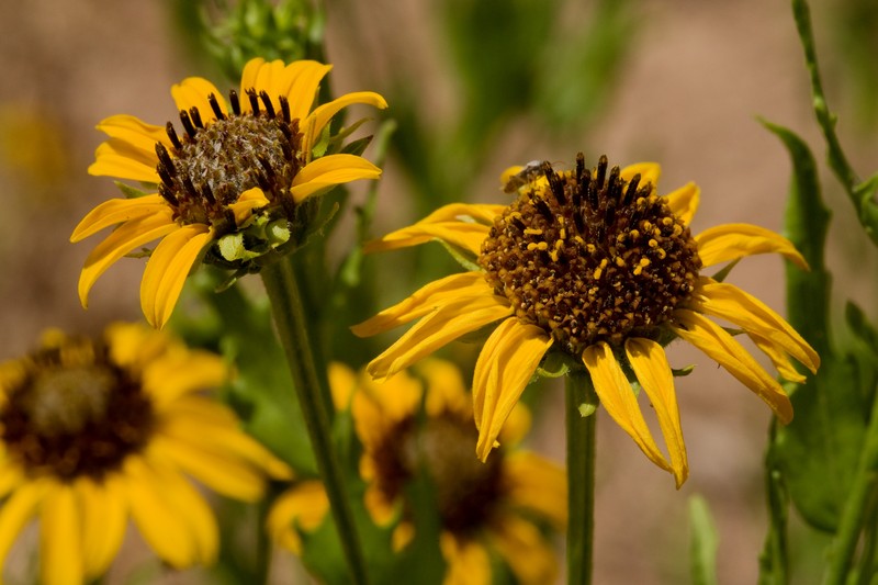 Alkali Sunflower photo 4