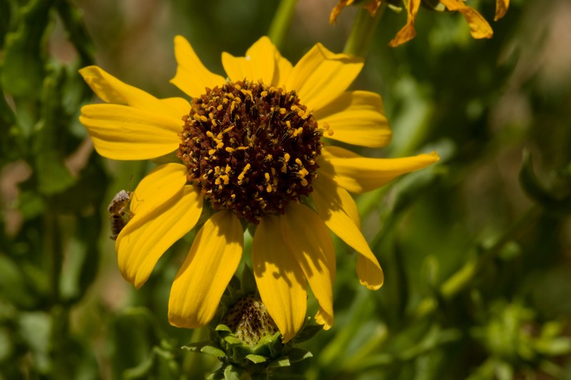 Alkali Sunflower photo 5