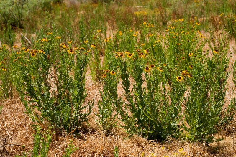 Alkali Sunflower photo 2