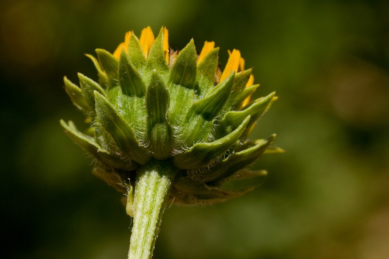 Alkali Sunflower photo 3