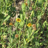 Alkali Sunflower