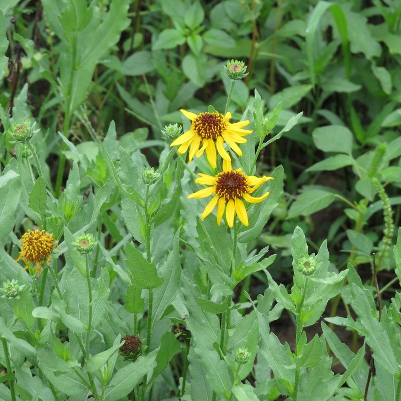 Alkali Sunflower photo 2