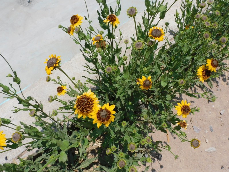 Alkali Sunflower photo 3