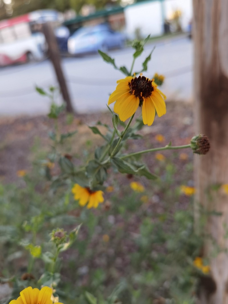 Alkali Sunflower photo 4